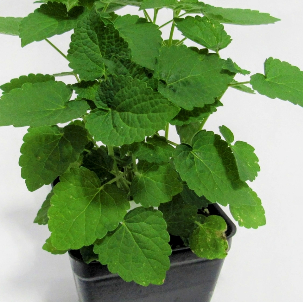 Bundle of Perennial Herbs, Agastache Sage2x Winter Savory